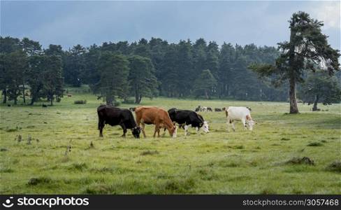 Cows grazing in a forest Bolu, Turkey.