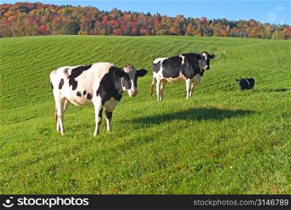 Cows Grazing In A Green Grass Field