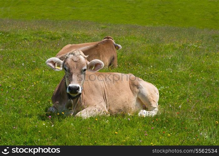 Cows grazing in Alps
