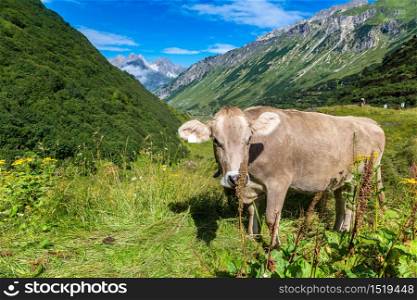 Cows grazing in Alps in a beautiful summer day, Switzerland