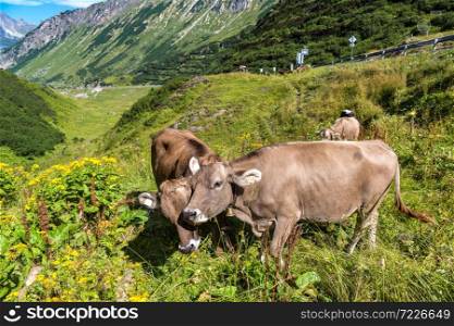 Cows grazing in Alps in a beautiful summer day, Switzerland