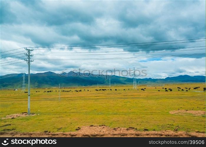 Cows grazing in fields with the foothills to the hills behind them near Buffalo, Wyoming