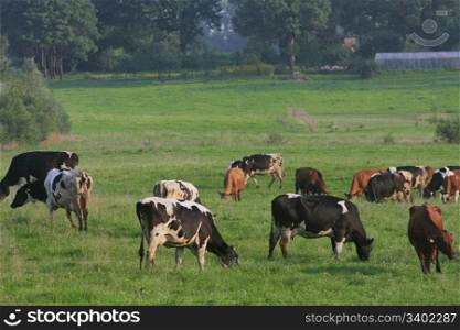 Cows grazing in green meadow in summer day.
