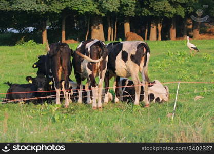 Cows grazing in green meadow. One cow is looking at the camera. White stork on the background.