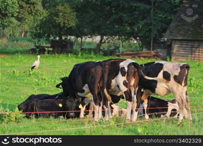 Cows grazing in green meadow. One cow is looking at the camera. White stork on the background.