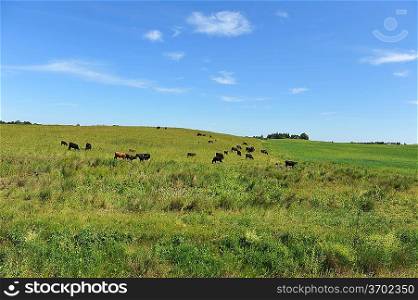 Cows grazing in green meadow under blue sky
