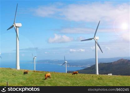 cows grazing in green mountains between wind turbines of Cape Ortegal, Galicia, Spain