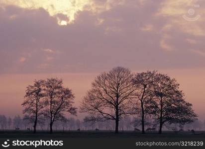 Cows Grazing in Holland