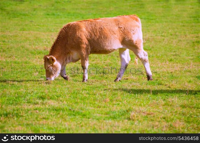 Cows grazing in Pyrenees green autumn meadows at Navarra Spain