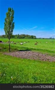 Cows Grazing in the Floodplain of the Rhine, Netherlands