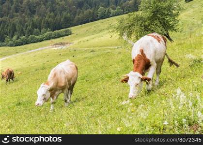 Cows grazing in the meadow in the mountains.