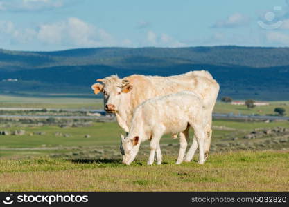 Cows grazing in the meadow under a beautiful sky