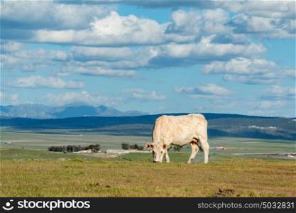 Cows grazing in the meadow under a beautiful sky