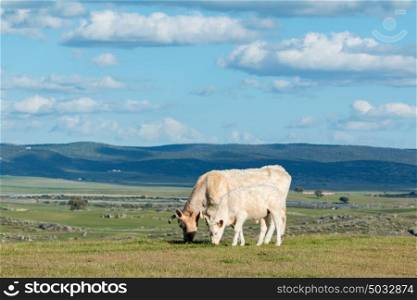 Cows grazing in the meadow under a beautiful sky