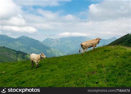 Cows grazing in the pastures of the Alps