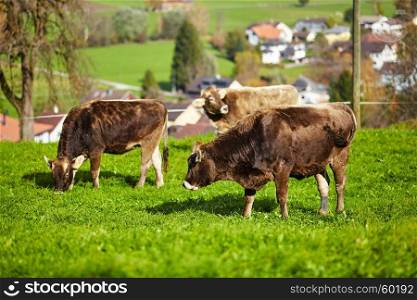 Cows grazing on a green summer meadow. Herd of cows. Cows on the field