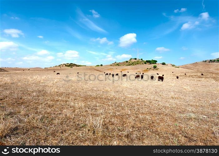 Cows Grazing on Dried Pasture in Spain
