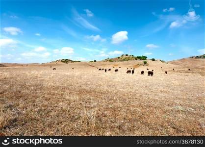 Cows Grazing on Dried Pasture in Spain