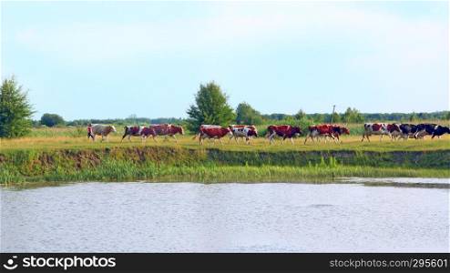 Cows grazing on green farm pasture in summer. Landscape with cloudy sky and cows grazing on meadow near lake. Cows eating green grass near lake. Panorama with lake cane and domestic farm animals. Cows eating grass near lake. Panorama with lake cane and domestic farm animals