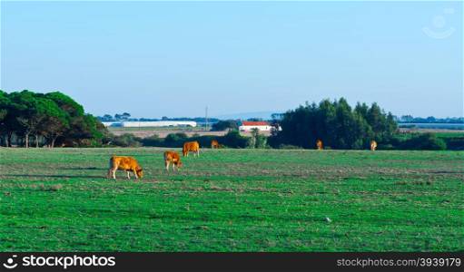 Cows Grazing on Green Pasture in Portugal