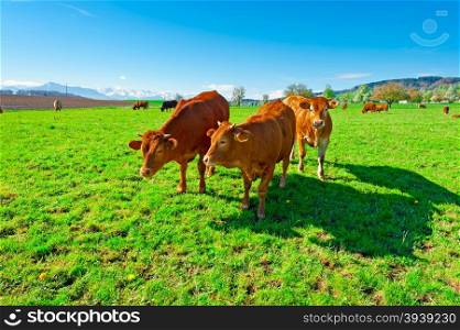 Cows Grazing on Green Pasture in Switzerland on the Background of Snow-capped Alps