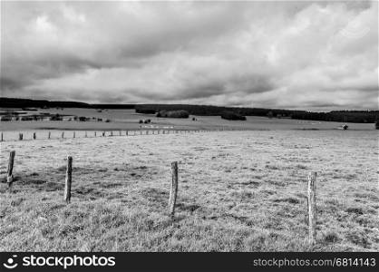 Cows Grazing on Green Pasture in the Ardennes, Belgium. White cows in flanders in belgium on rainy day. Black and White Picture