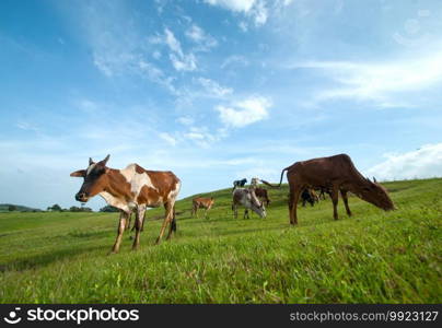 Cows grazing on lush grass field