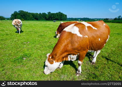 Cows Grazing on Pasture in Southern Bavaria, Germany