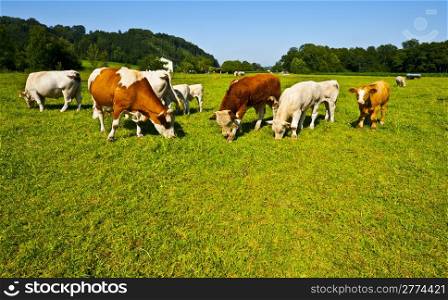 Cows Grazing on Pasture in Southern Bavaria, Germany