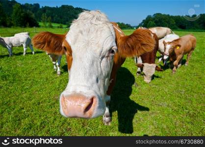 Cows Grazing on Pasture in Southern Bavaria, Germany