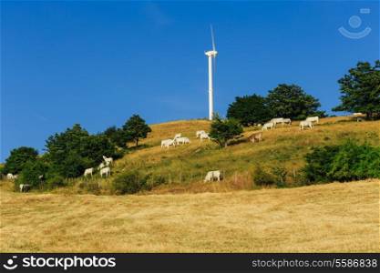 cows grazing on pasture in Tuscany Italy