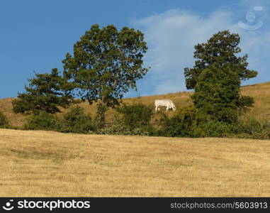 cows grazing on pasture in Tuscany Italy