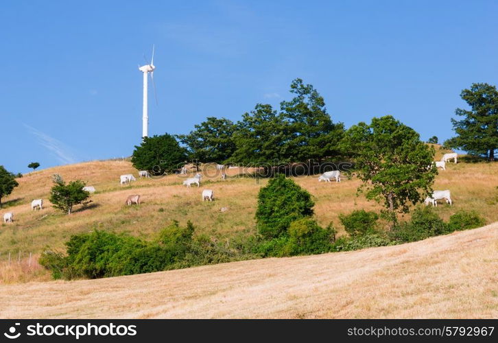 cows grazing on pasture in Tuscany Italy