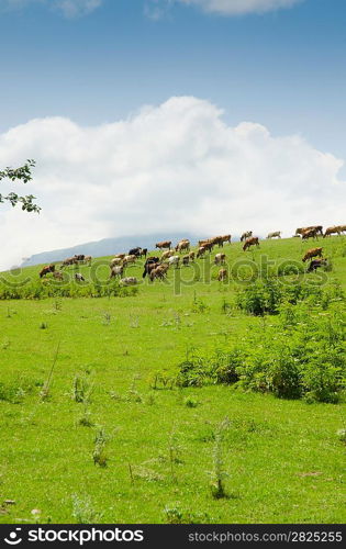 Cows grazing on the green field