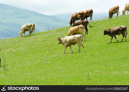 Cows grazing on the green field