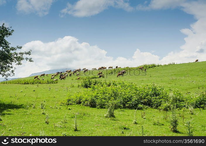 Cows grazing on the green field