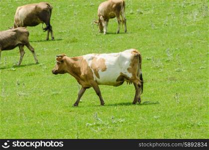 Cows grazing on the green field