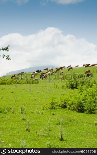 Cows grazing on the green field