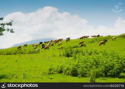 Cows grazing on the green field