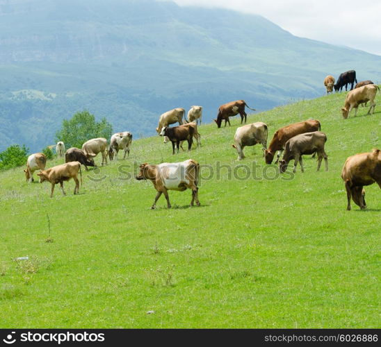 Cows grazing on the green field