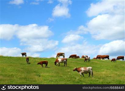 Cows grazing on the hill