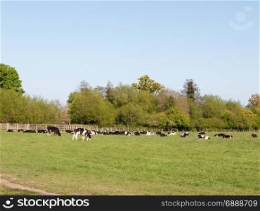 cows grazing outside eating lush grass plenty and cute far off