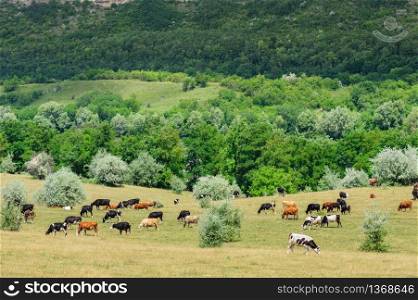 Cows herd grazing at meadow in Moldova. Cows herd grazing at meadow