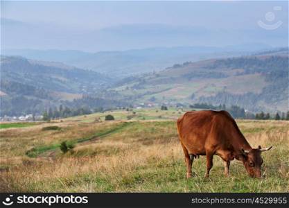 Cows herd on a mountain pasture. Autumn hills