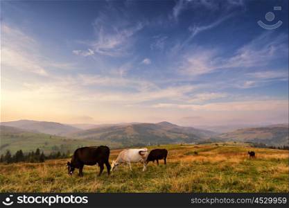 Cows herd on a mountain pasture. Autumn hills