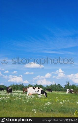 Cows in a beautiful dandelion covered field.