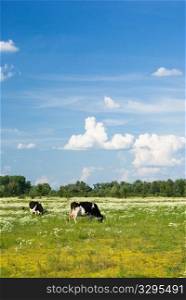 Cows in a beautiful dandelion covered field.