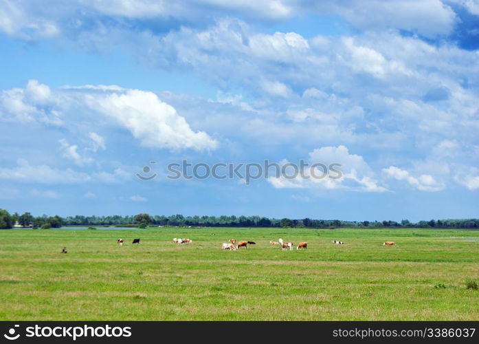 Cows in a beautiful dandelion covered field.