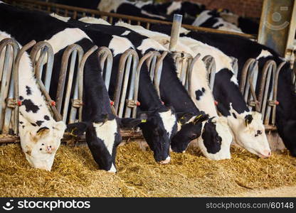 cows in a farm cowshed