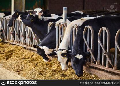 cows in a farm cowshed